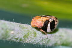 Bathyllus albicinctus