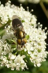 Riponnensia splendens
