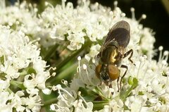 Riponnensia splendens