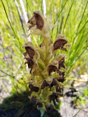 Pterygodium acutifolium