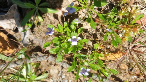 Image of Viola sieberiana by (c) Rosalie Lawrence, some rights reserved (CC BY)