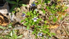 Viola sieberiana