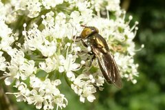 Riponnensia splendens