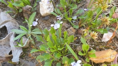 Viola sieberiana