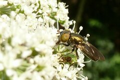 Riponnensia splendens