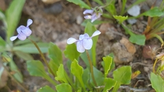 Viola sieberiana