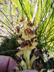 Pterygodium acutifolium
