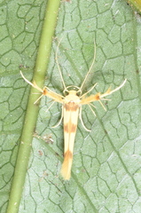 Stathmopoda fusciumeraris