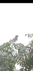 Spodiopsar cineraceus