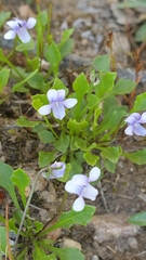 Viola sieberiana