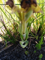 Pterygodium acutifolium