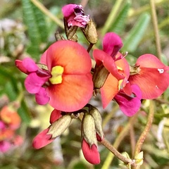 Kennedia coccinea