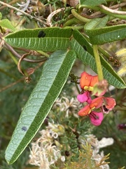 Kennedia coccinea