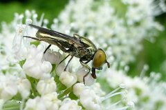 Riponnensia splendens