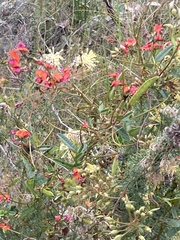 Kennedia coccinea