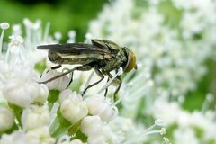 Riponnensia splendens