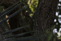 Melanerpes striatus