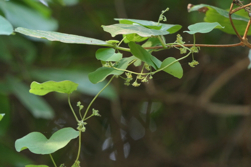 Velvetleaf (Cissampelos pareira)