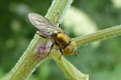 Riponnensia splendens