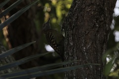 Melanerpes striatus