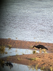 Plectropterus gambensis