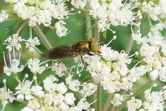 Riponnensia splendens