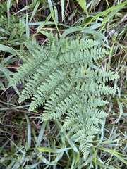 Dryopteris glabra