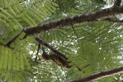Melanerpes striatus