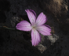Dianthus strictus