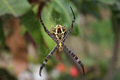 Argiope versicolor
