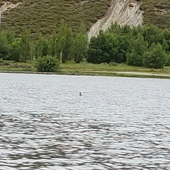 Podiceps cristatus australis