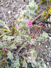 Indigofera glomerata