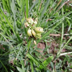 Orthochilus foliosus
