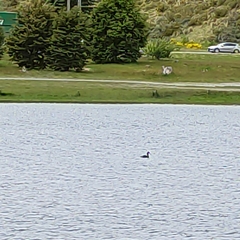 Podiceps cristatus australis
