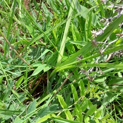 Orthochilus foliosus