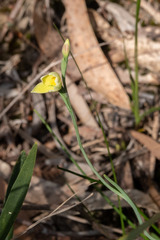 Thelymitra flexuosa