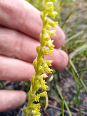 Holothrix brevipetala