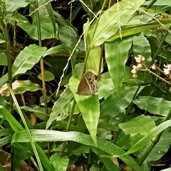 Mycalesis mineus