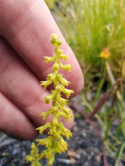 Holothrix brevipetala