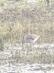 Calidris melanotos
