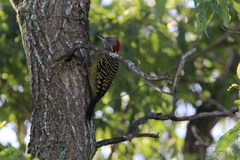 Melanerpes striatus