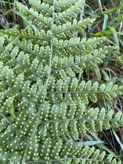 Dryopteris glabra