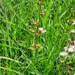 Ophrestia oblongifolia