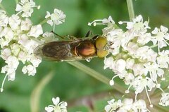 Riponnensia splendens