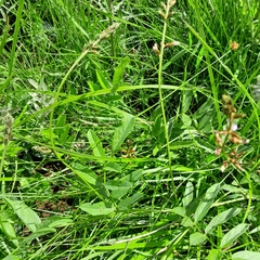 Ophrestia oblongifolia