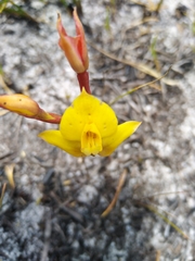 Disa tenuifolia