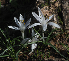 Colchicum tuviae