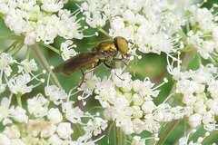 Riponnensia splendens