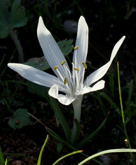 Colchicum tuviae