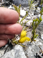 Eulophia ustulata